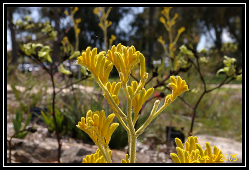 [Image: Yellow-Kangaroo-Paw.jpg]