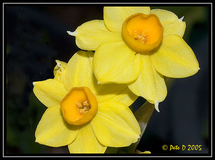 [Image: Yellow-flower-1.jpg]