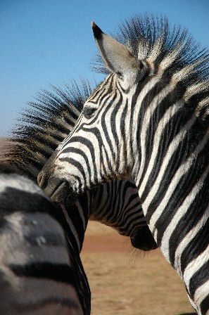 [Image: Zebra%202.JPG]