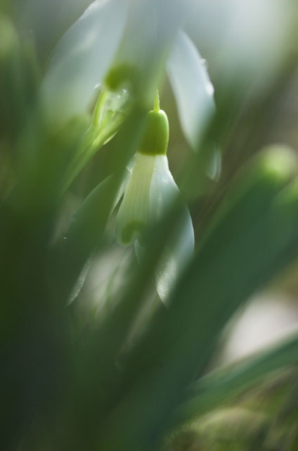 [Image: _DSC0801-01snowdrop.jpg]