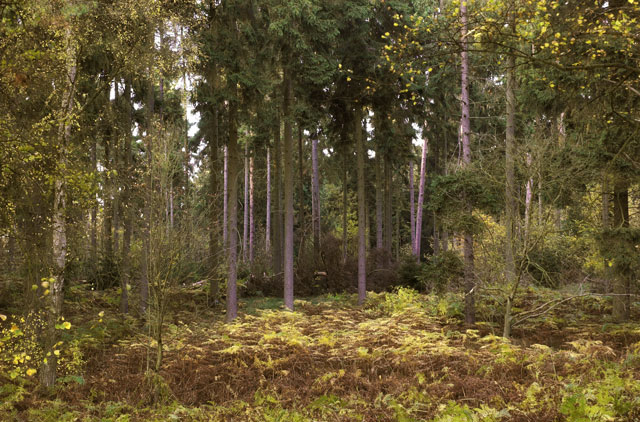 [Image: _DSC1680-01ferns.jpg]