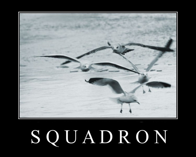 [Image: _DSC6414-01squadronframed.jpg]