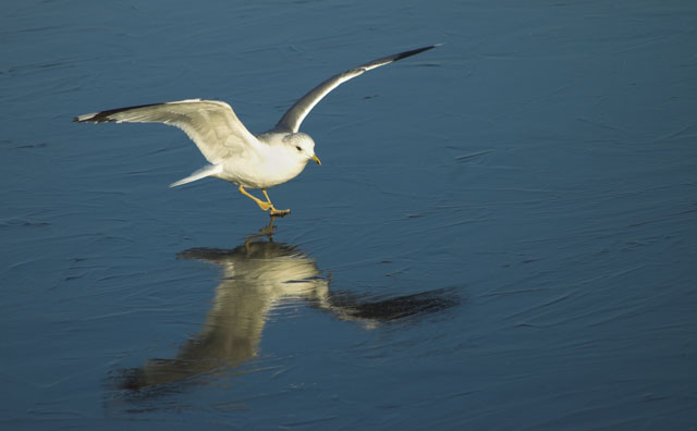 [Image: _DSC6440-01icereflection.jpg]