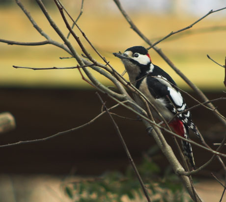 [Image: _DSC7883-01woodpecker.jpg]