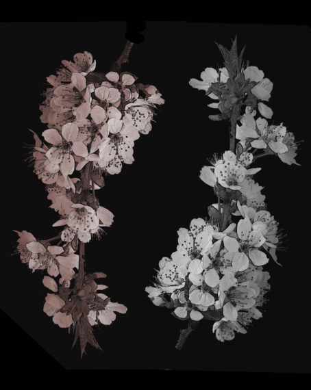 [Image: appleblossom1.jpg]