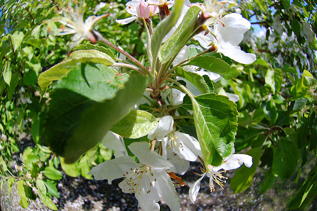 [Image: appleblossommacro5SM.jpg]