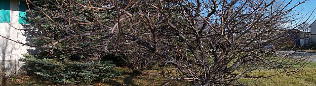 [Image: appletreeSM.jpg]