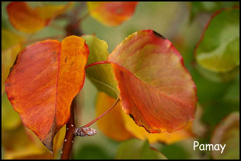 [Image: autumn.jpg]