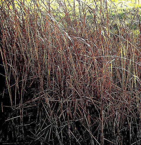 [Image: autumnreeds2aSM.jpg]