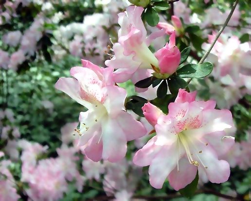 [Image: azaleas70c.jpg]