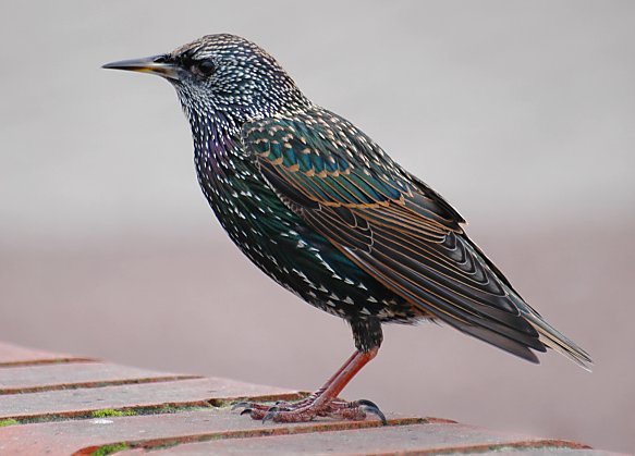 [Image: bird-littlehampton-oct2005-1-small.jpg]