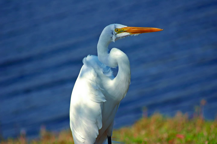 [Image: bird.jpg]