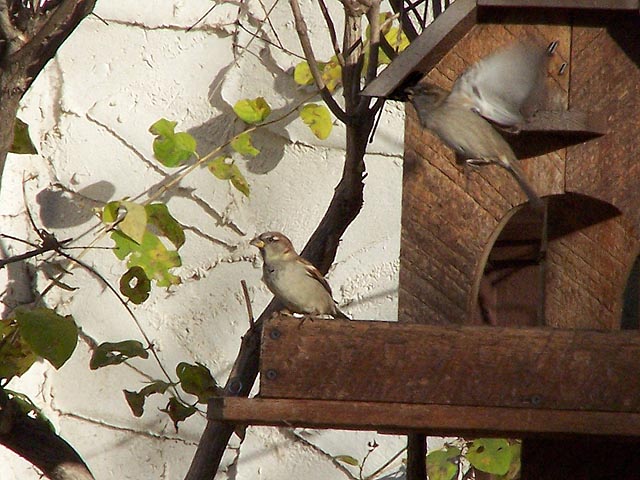[Image: birdsathomeSM.jpg]