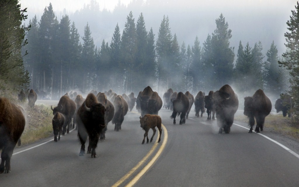 [Image: bison%20(1024x641).jpg]