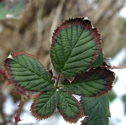 [Image: burningleaves.jpg]