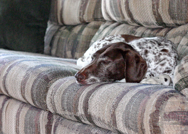 [Image: busted-couch-dog.jpg]