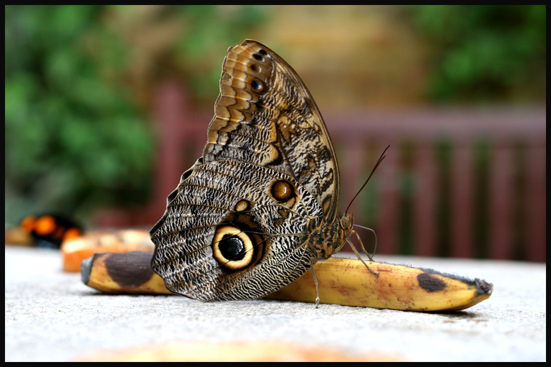 [Image: butterfly-1.jpg]