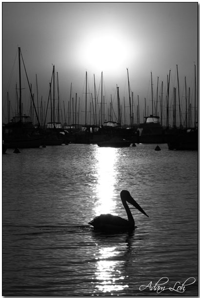 [Image: bw%20pelican.jpg]