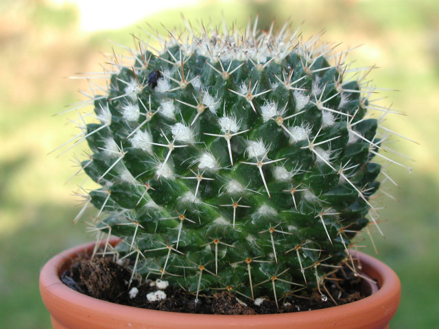 [Image: cactus1.jpg]