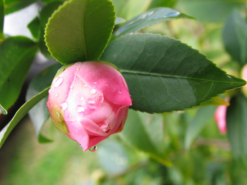 [Image: camellia1.jpg]