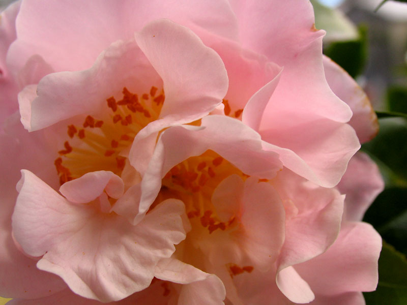 [Image: camellia3.jpg]