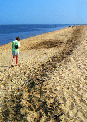 [Image: capemay1%20copy.jpg]