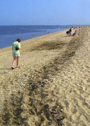 [Image: capemay1.I.jpg]