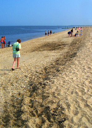 [Image: capemay1.jpg]