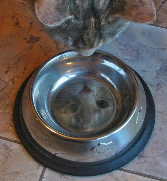 [Image: catbowl.jpg]