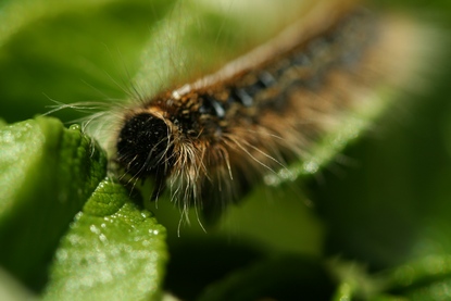 [Image: caterpiller%202.JPG]