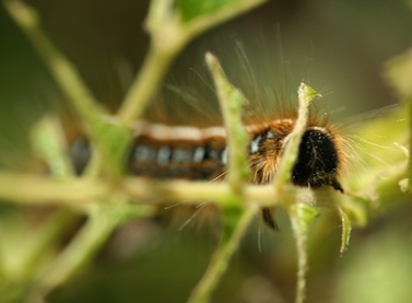 [Image: caterpiller%203.JPG]