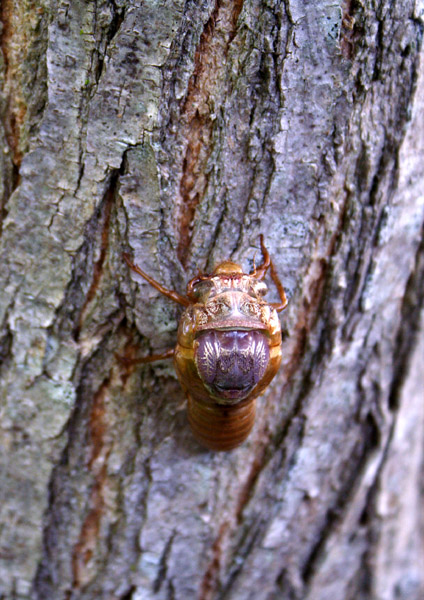 [Image: cicada1.jpg]