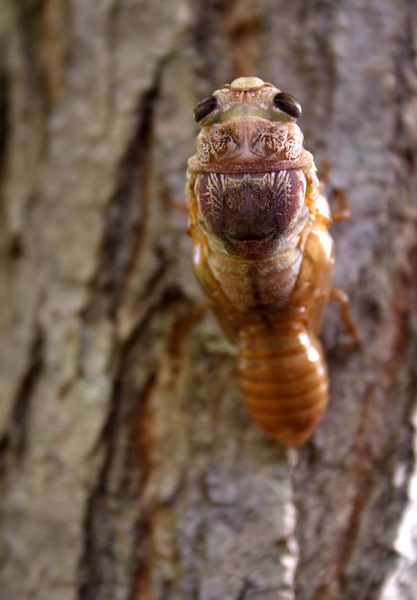 [Image: cicada2.jpg]