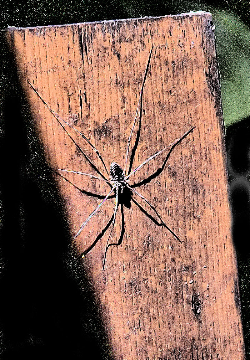 [Image: daddylonglegs3SM.jpg]