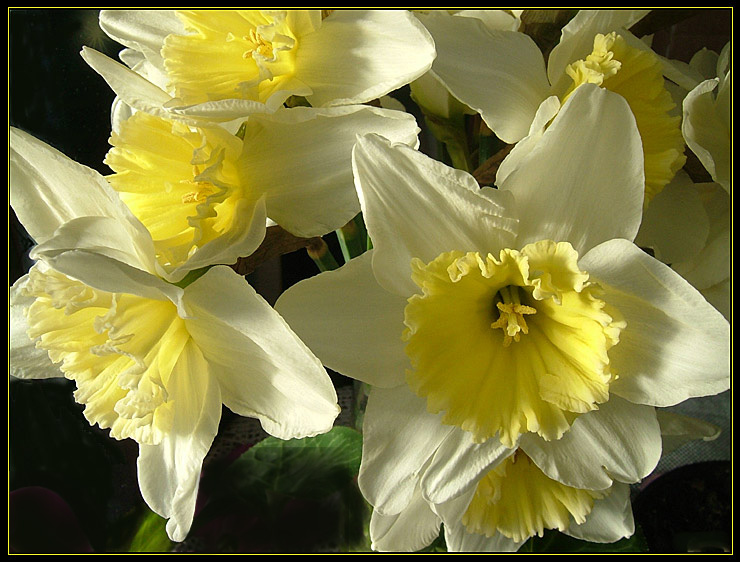 [Image: daffs.jpg]