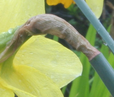 [Image: daffs29_35mmf22cropWEB.jpg]