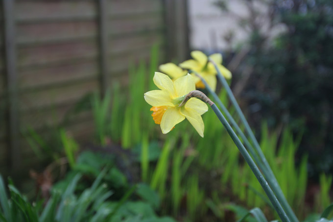 [Image: daffs_23_35mmf28WEB_unsh.jpg]