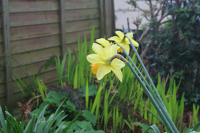 [Image: daffs_25_35mmf8%20copyWEB.jpg]