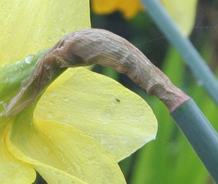 [Image: daffs_25_35mmf8cropWEDB.jpg]