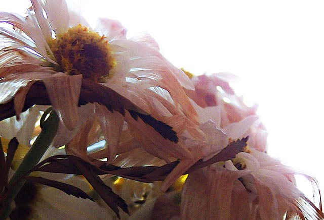 [Image: dryfloralSM.jpg]