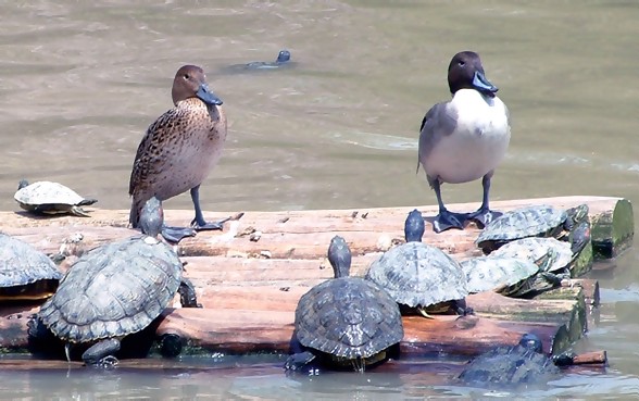 [Image: ducks%20and%20turtles%20crp.jpg]