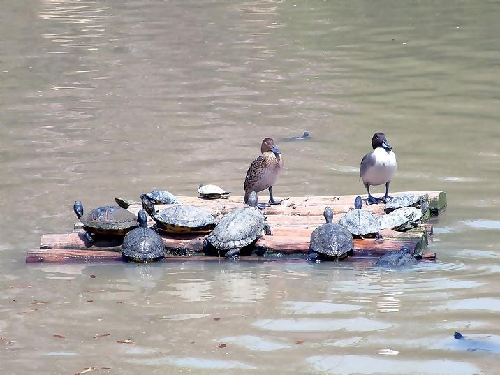 [Image: ducks%20and%20turtles2.jpg]