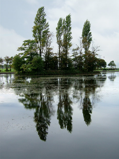 [Image: ducks%20w.jpg]