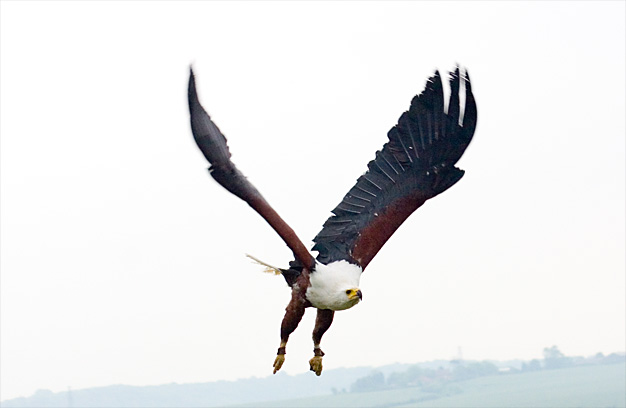 [Image: eaglesmall.jpg]