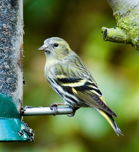 [Image: f.siskin550.jpg]