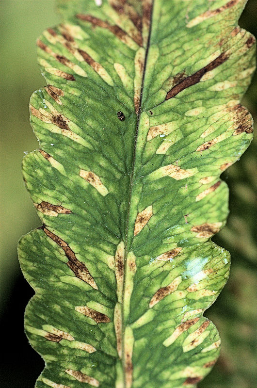 [Image: fern2SM.jpg]