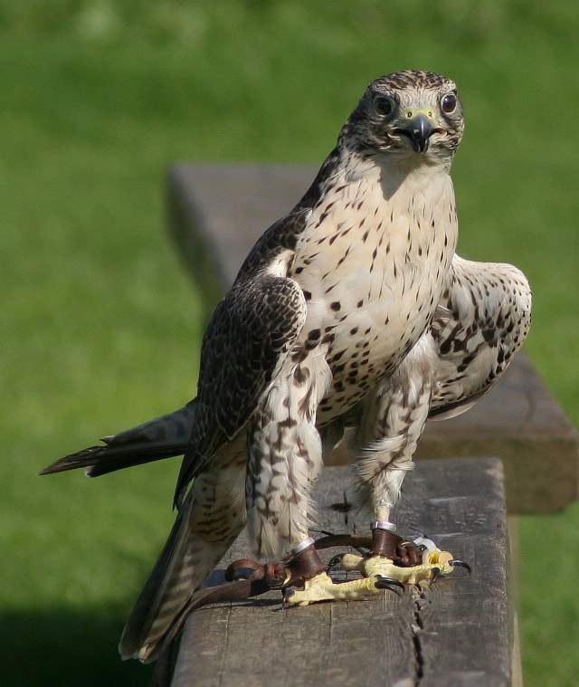 [Image: fffalcon.jpg]