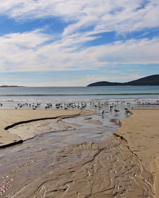[Image: fingal_birds.jpg]