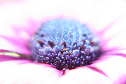 [Image: flower5.jpg]