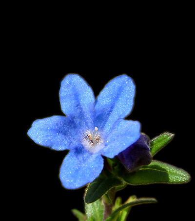 [Image: flowermod.jpg]